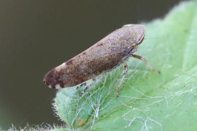 <i>Fieberiella florii</i>