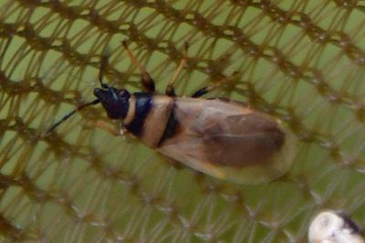 <i>Oxycarenus pallens</i>