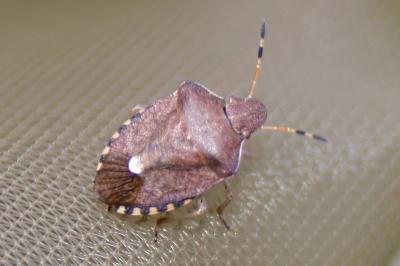 <i>Peribalus strictus</i>
