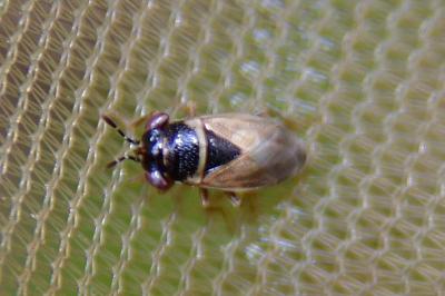 <i>Geocoris megacephalus</i>