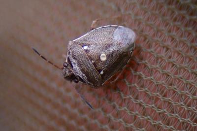 <i>Eysarcoris ventralis</i>