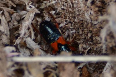 <i>Prostemma guttula</i>