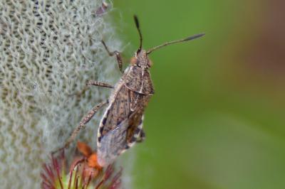 <i>Stictopleurus punctatonervosus</i>