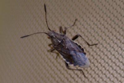 <i>Stictopleurus punctatonervosus</i>