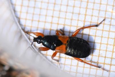 <i>Prostemma guttula</i>