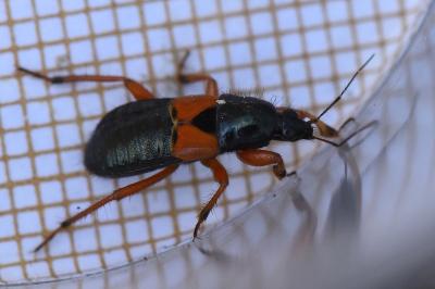 <i>Prostemma guttula</i>