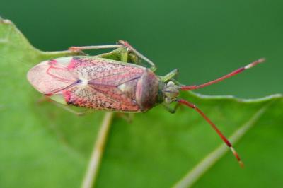 <i>Pantilius tunicatus</i>