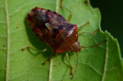 <i>Elasmucha grisea</i>