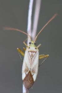 <i>Adelphocoris lineolatus</i>