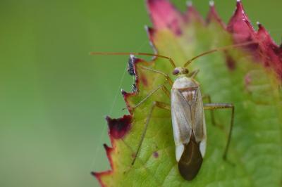 Adelphocoris lineolatus