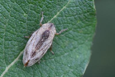 <i>Philaenus spumarius</i>