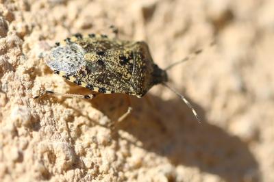 <i>Rhaphigaster nebulosa</i>