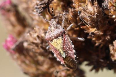 <i>Dolycoris baccarum</i>