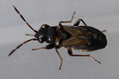 <i>Ischnocoris angustulus</i>