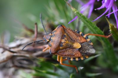 <i>Carpocoris purpureipennis</i>