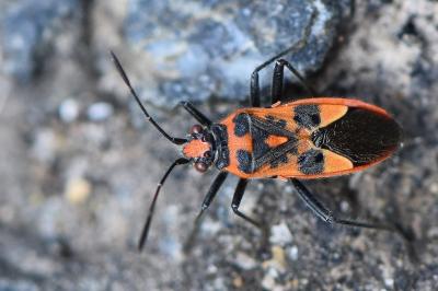 <i>Corizus hyoscyami</i>