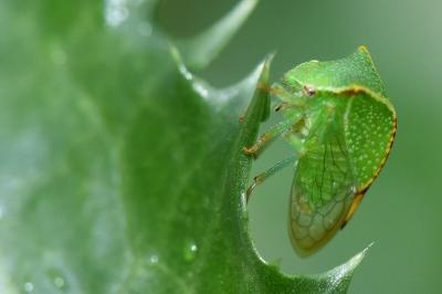 <i>Stictocephala alta</i>