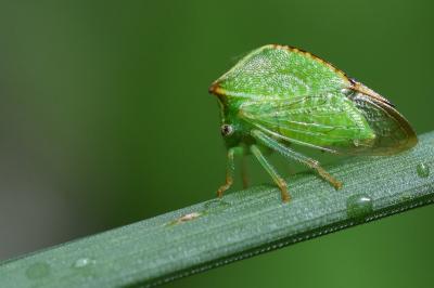 <i>Stictocephala alta</i>