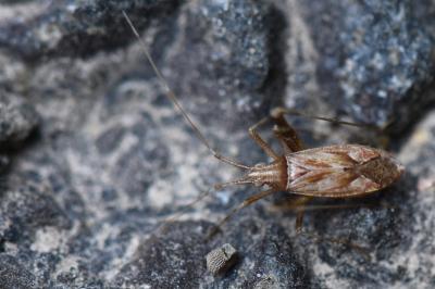 <i>Phytocoris</i>