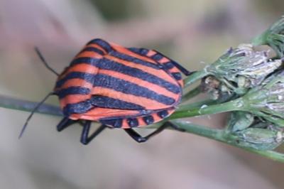 <i>Graphosoma italicum</i>