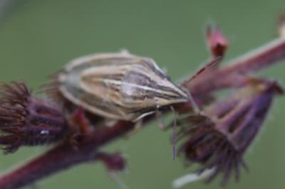 <i>Aelia acuminata</i>