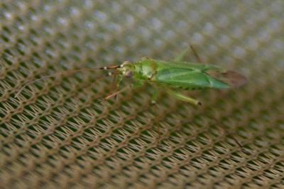 <i>Blepharidopterus angulatus</i>