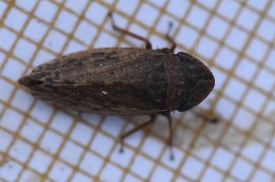 <i>Aphrodes makarovi</i>