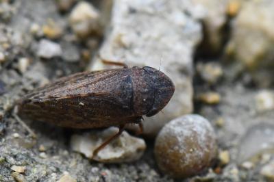 <i>Aphrodes makarovi</i>