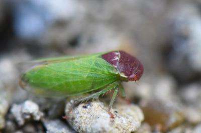 <i>Iassus scutellaris</i>