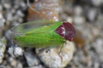 <i>Iassus scutellaris</i>