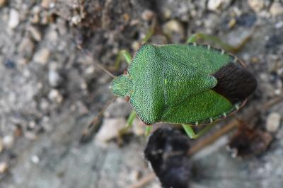 <i>Palomena prasina</i>
