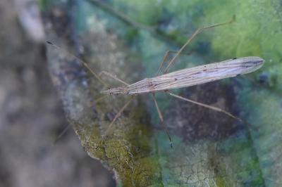 <i>Berytinus hirticornis</i>