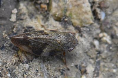 <i>Aphrophora alni</i>