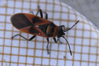 <i>Arocatus roeselii</i>