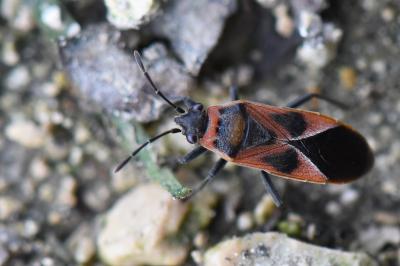 <i>Arocatus roeselii</i>