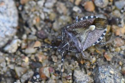 <i>Dolycoris baccarum</i>