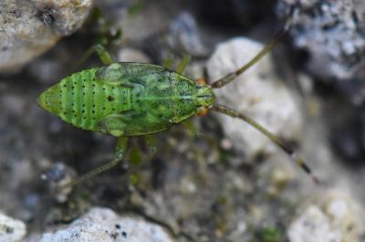 <i>Pantilius tunicatus</i>
