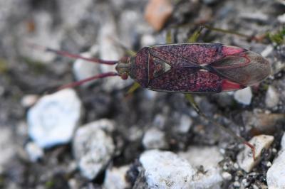 <i>Pantilius tunicatus</i>