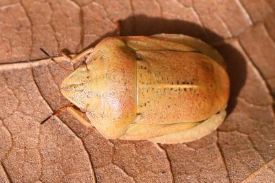 Eurygaster austriaca