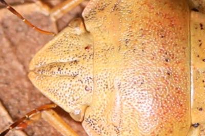 Eurygaster austriaca