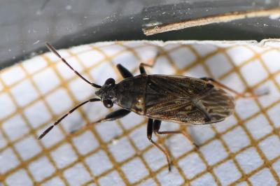 <i>Peritrechus gracilicornis</i>