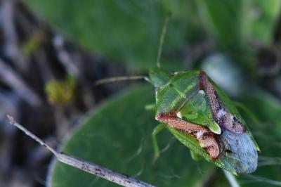 <i>Cyphostethus tristriatus</i>