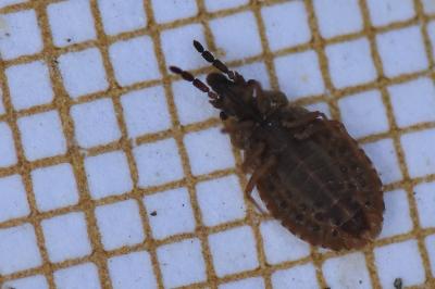 <i>Aradus cinnamomeus</i>