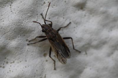 <i>Ortholomus punctipennis</i>
