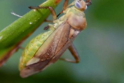 <i>Adelphocoris lineolatus</i>