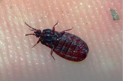 <i>Aneurus laevis</i>