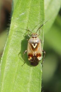 <i>Lygus pratensis</i>