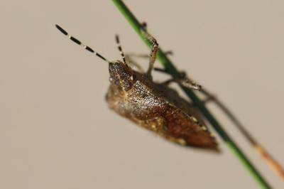 <i>Dolycoris baccarum</i>