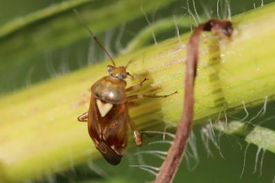 <i>Lygus pratensis</i>