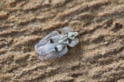 <i>Corythucha ciliata</i>
